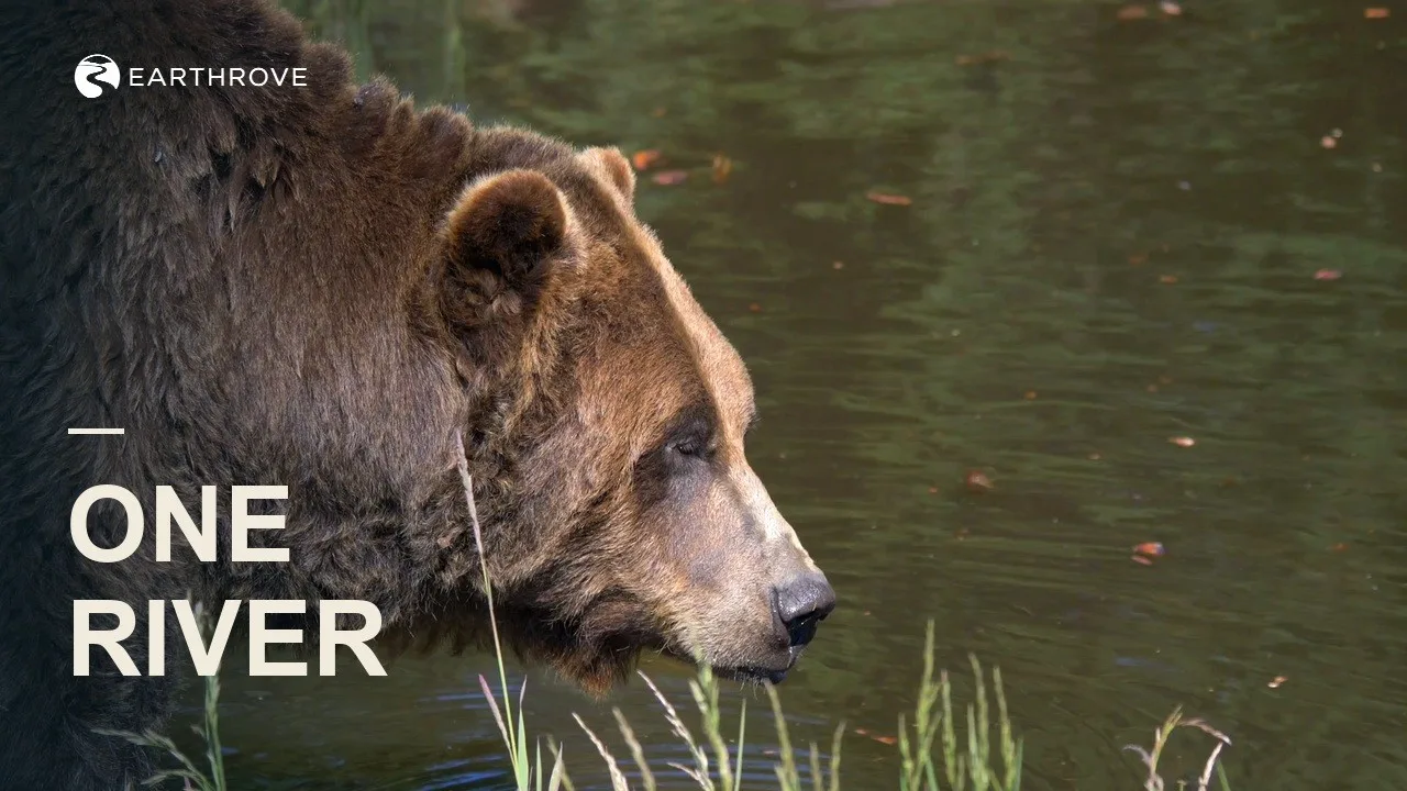Earthrove thumbnail: One River, a brown bear in a salmon river