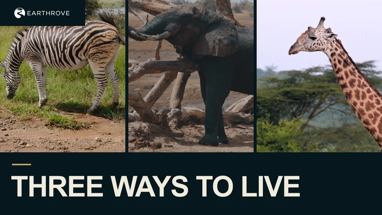 Earthrove thumbnail: Three Ways to Live, zebra, elephant and giraffe