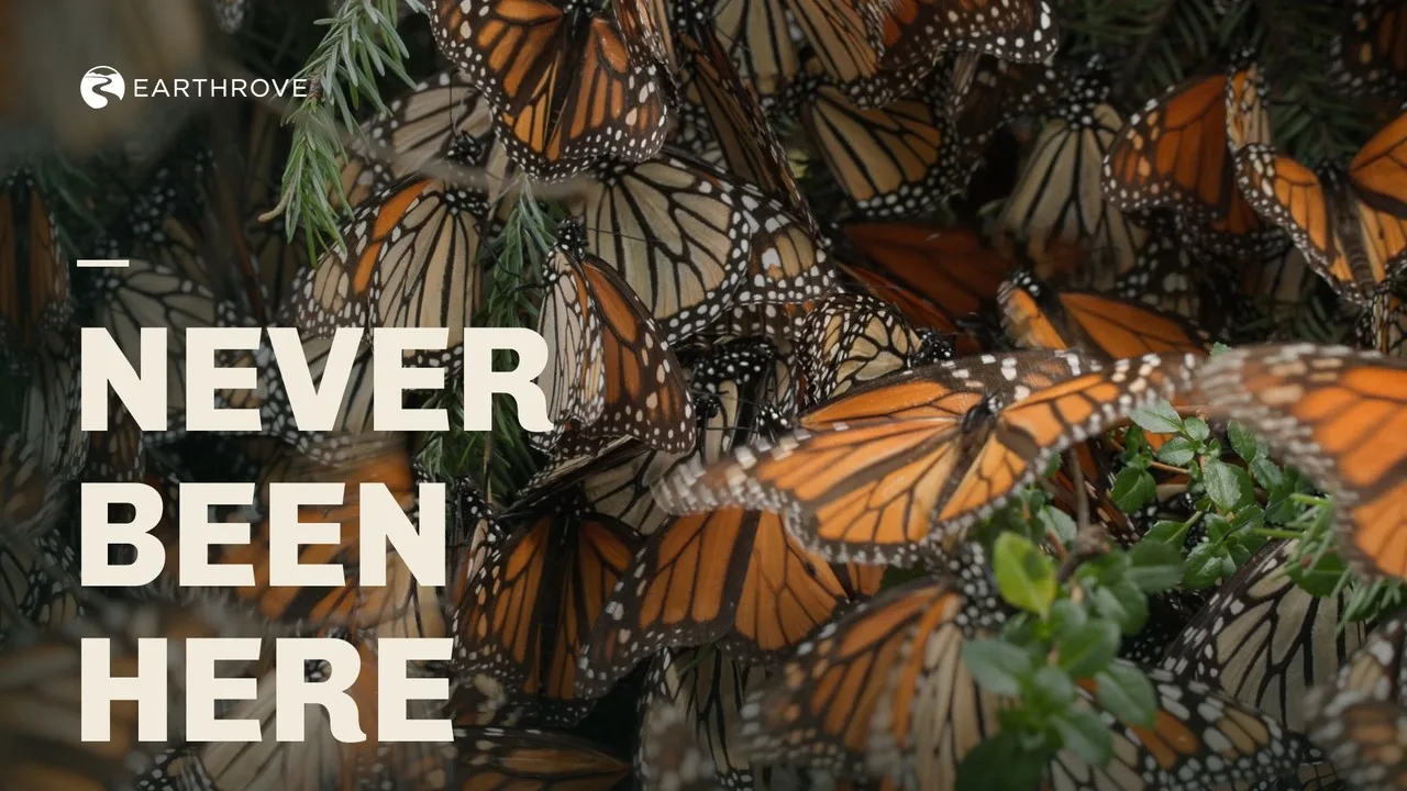 Earthrove thumbnail: Never Been Here, monarch butterflies in a forest