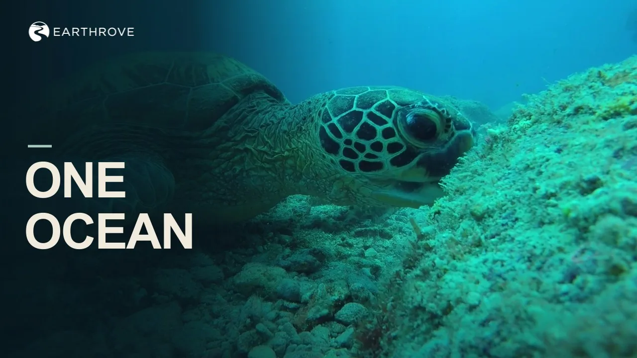 Earthrove thumbnail: One Ocean, a sea turtle over a reef