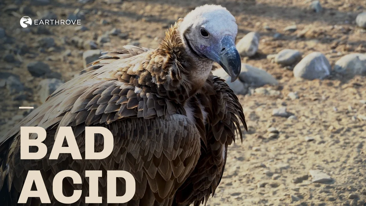 Earthrove thumbnail: Bad Acid, a vulture